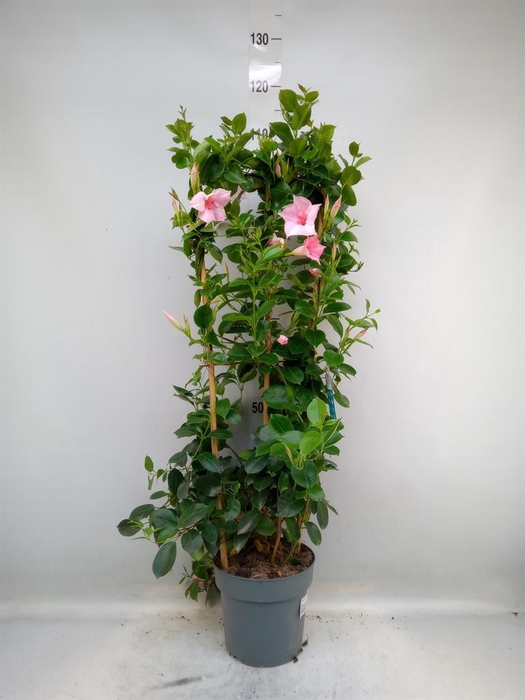 <h4>Mandevilla am. 'Sundav Cream Pink'</h4>