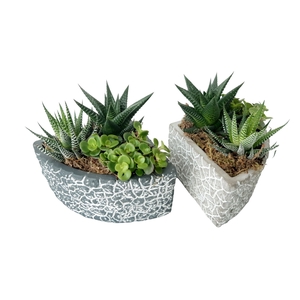 Arr.   Kamerplant Groen L%