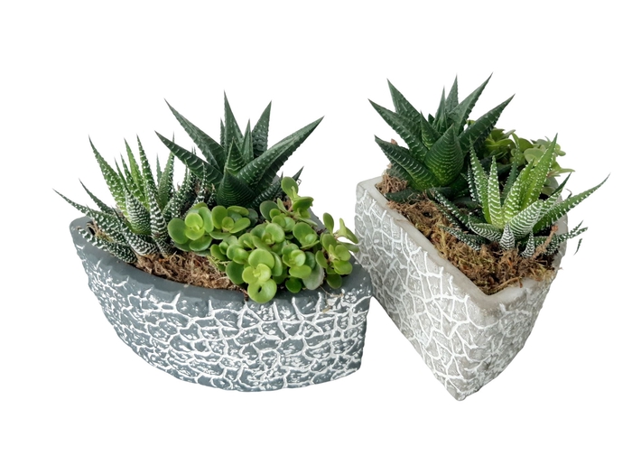 <h4>Arr.   Kamerplant Groen L%</h4>