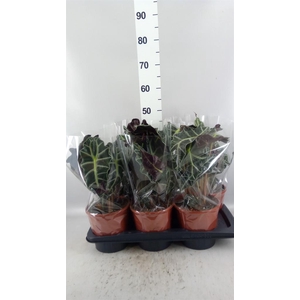 Alocasia amazonica 'Polly'