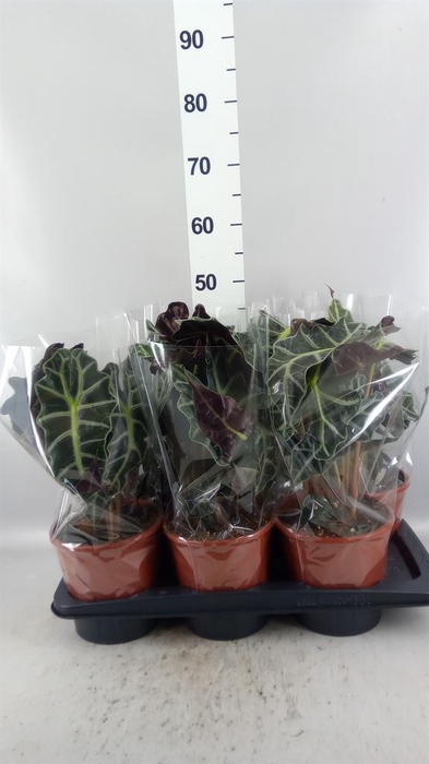 <h4>Alocasia amazonica 'Polly'</h4>