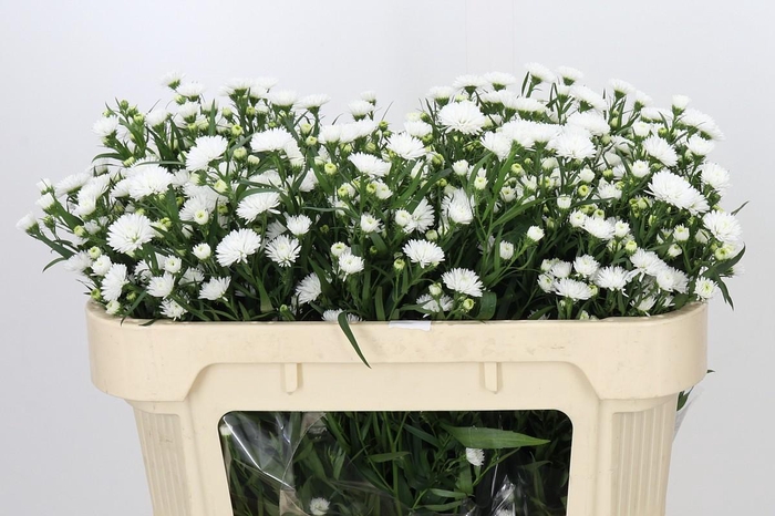 <h4>Aster Pretty Wendy</h4>