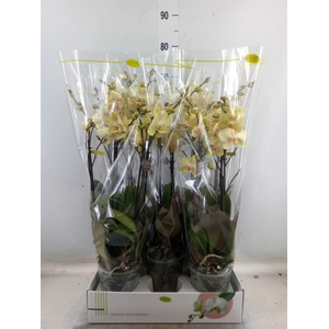 Phalaenopsis   ...