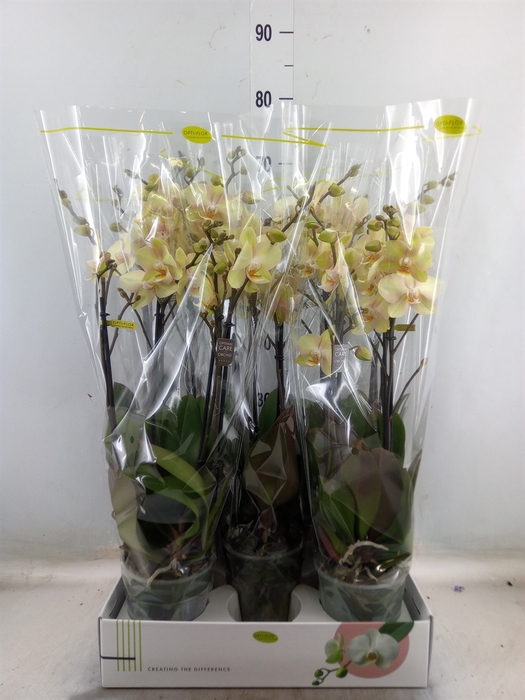 <h4>Phalaenopsis   ...</h4>