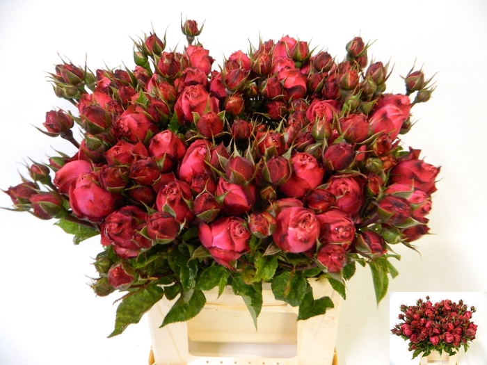 <h4>R TR STRAWBER FREELA</h4>