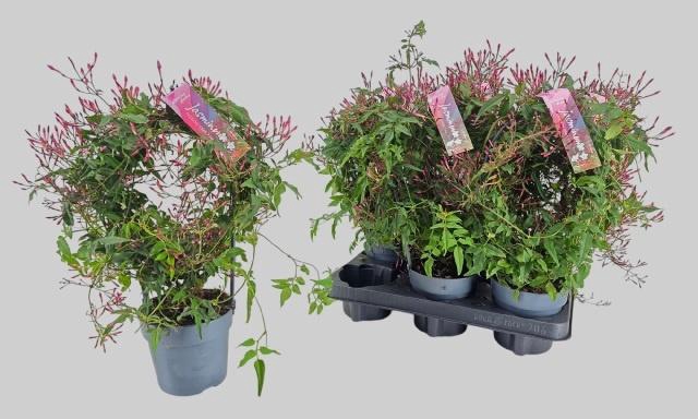 <h4>JASM POLYANTHUM RZ</h4>