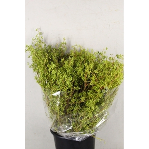 EUC EXOTICA BERRY