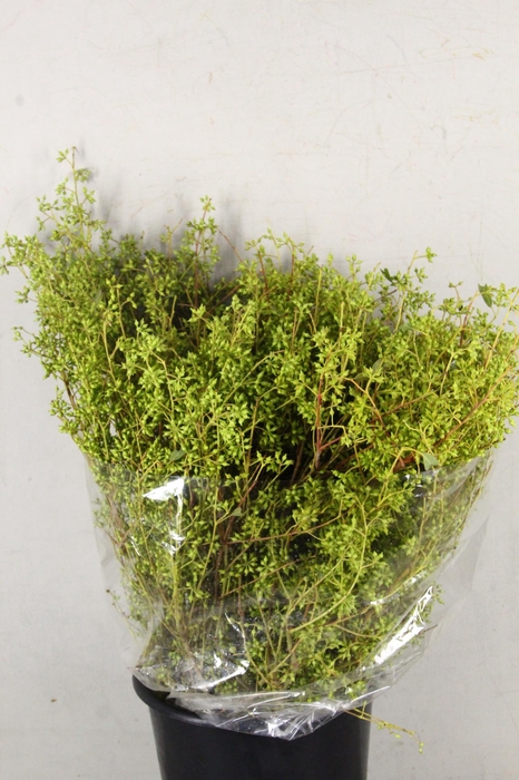<h4>EUC EXOTICA BERRY</h4>