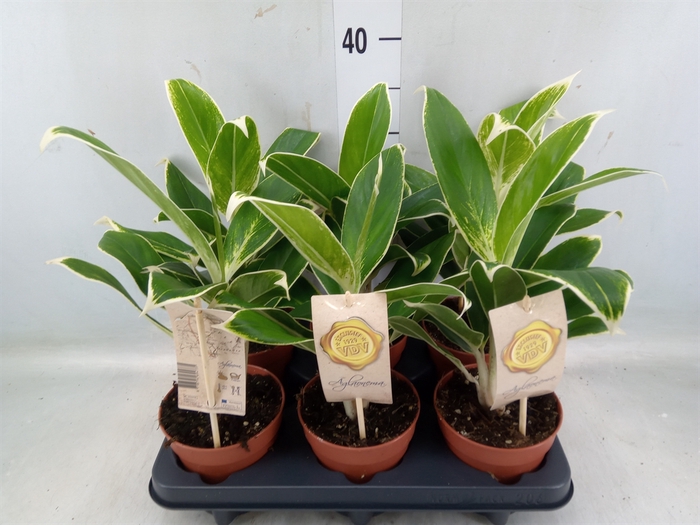 <h4>Aglaonema  'White Lime'</h4>