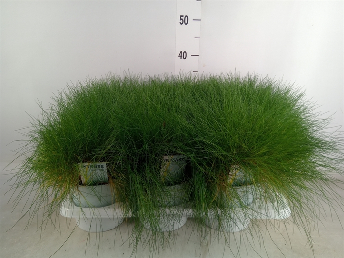 <h4>Festuca gautieri 'Amigreen'</h4>