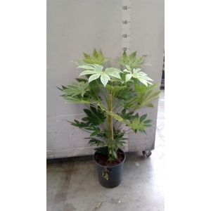 Fatsia japonica 'Variegata'