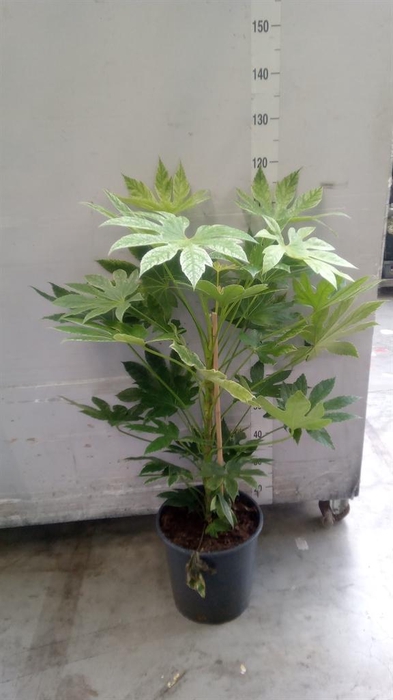 <h4>Fatsia japonica 'Variegata'</h4>
