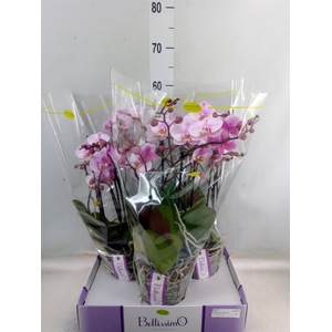 Phalaenopsis multi.   ...rose