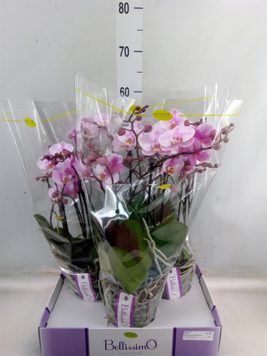 <h4>Phalaenopsis multi.   ...rose</h4>
