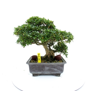 Rhododendron indicum, pot 26. Height 40 cm. (single item)