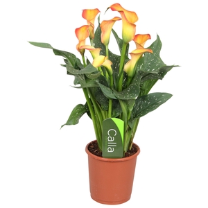 Zantedeschia Fireworks Calla oranje met etiket