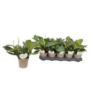 Peperomia Clusiifolia Red Margin