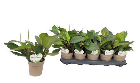 <h4>Peperomia Clusiifolia Red Margin</h4>