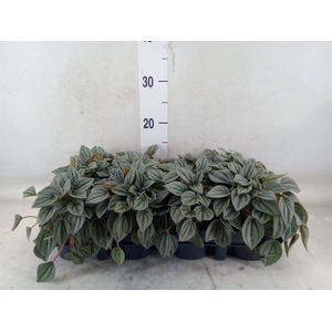 Peperomia  'Napoli Nights'