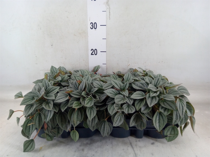 <h4>Peperomia  'Napoli Nights'</h4>