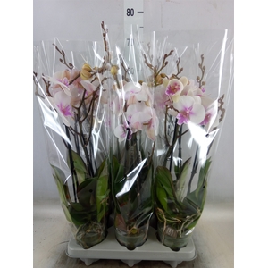 Phalaenopsis   ...