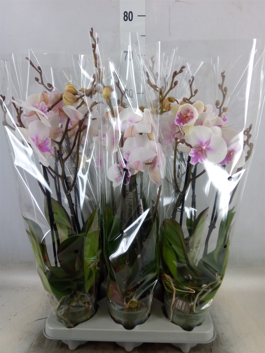 <h4>Phalaenopsis   ...</h4>