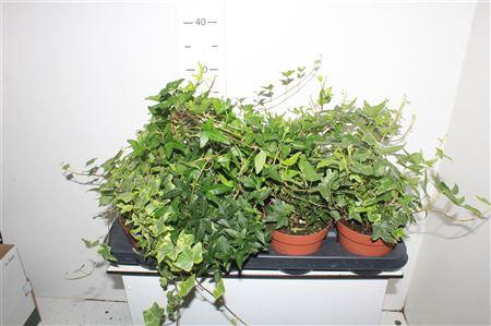 Hedera Helix Gemengd
