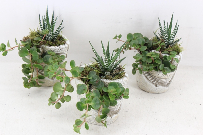 <h4>arr3 SN - Tower garden x8</h4>