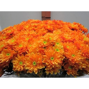 Chr T Euro Oranje