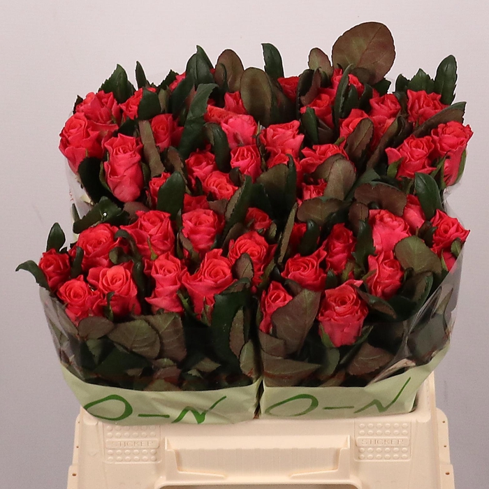 <h4>R GR PINK TACAZZI+</h4>