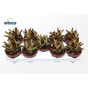 Kalanchoe Chocolate Soldier