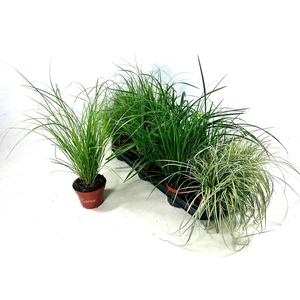 CAREX GEM