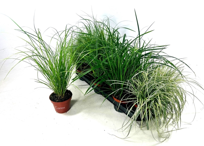 <h4>CAREX GEM</h4>