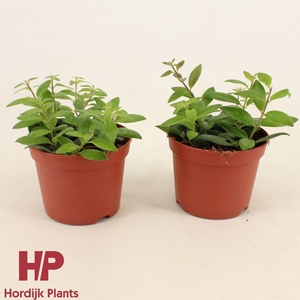 P12 cm - Aeschynanthus Caro Imp