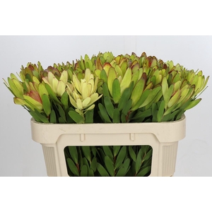 Leucadendron Goldstrike