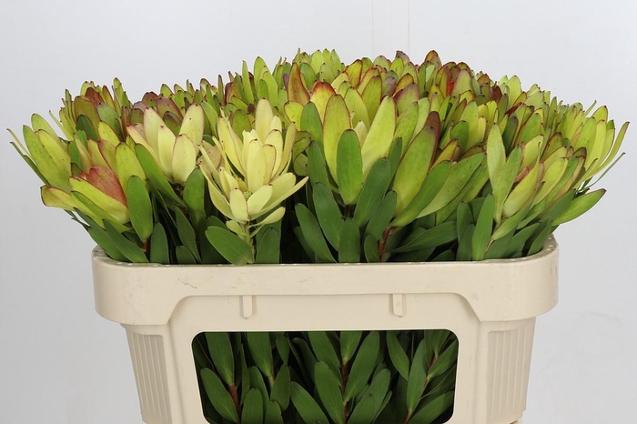 <h4>Leucadendron Goldstrike</h4>