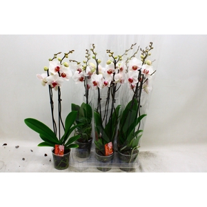PHAL RED LIPS