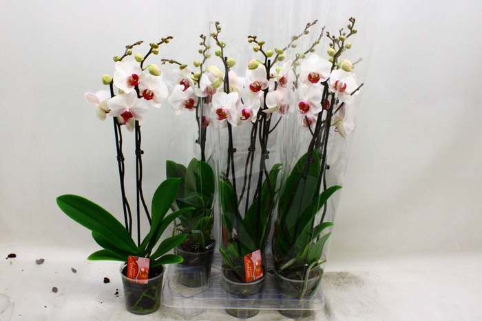 <h4>PHAL RED LIPS</h4>