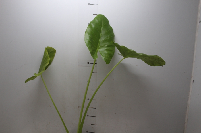 <h4>ALOCASIA MACRORRHIZOS P17</h4>