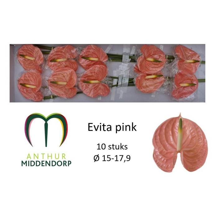 <h4>Anth A Evita Pink</h4>