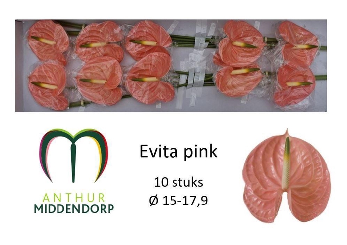Anth A Evita Pink