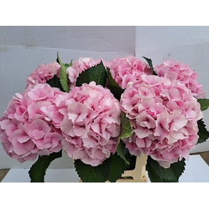 HYDR M ROYAL IMPRESS