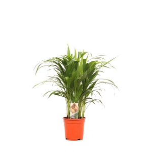 Areca P17 30+ stekken