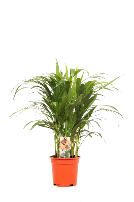 <h4>Areca P17 30+ stekken</h4>