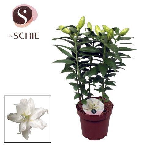 <h4>Roselily Zeta p19</h4>