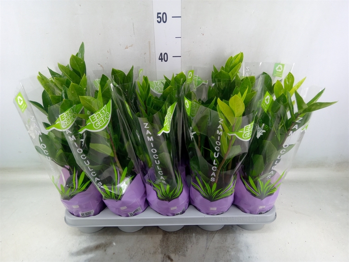 <h4>Zamioculcas zamiifolia</h4>