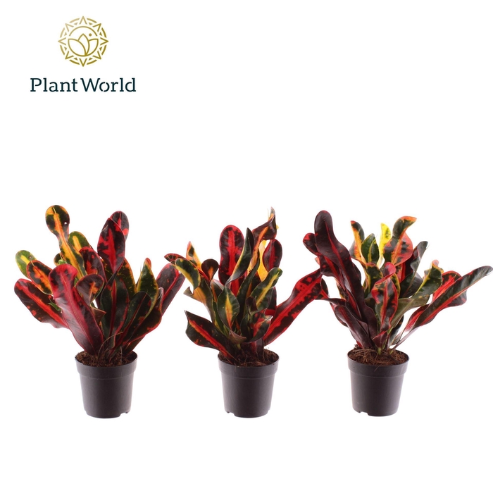 <h4>Codiaeum var. GR 'Mammi'</h4>