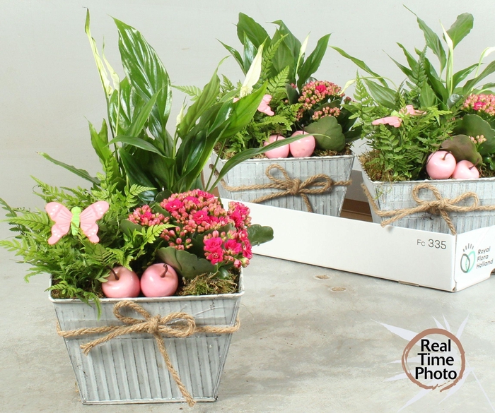 <h4>ARR KAMERPL</h4>