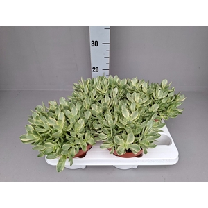 Crassula   ...