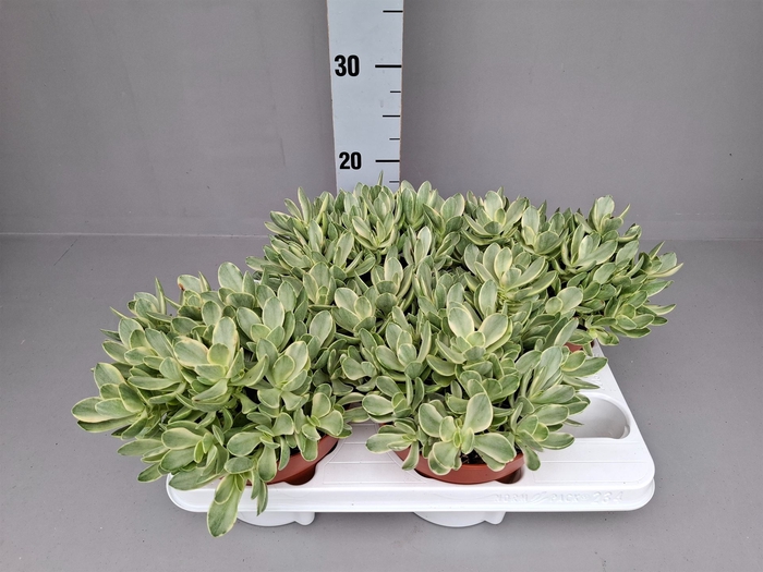 <h4>Crassula   ...</h4>